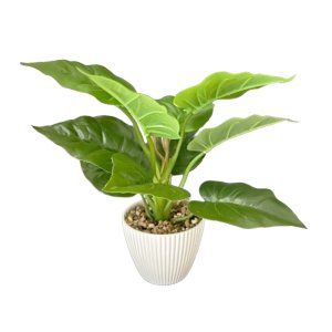 Philodendron Imperial  Green